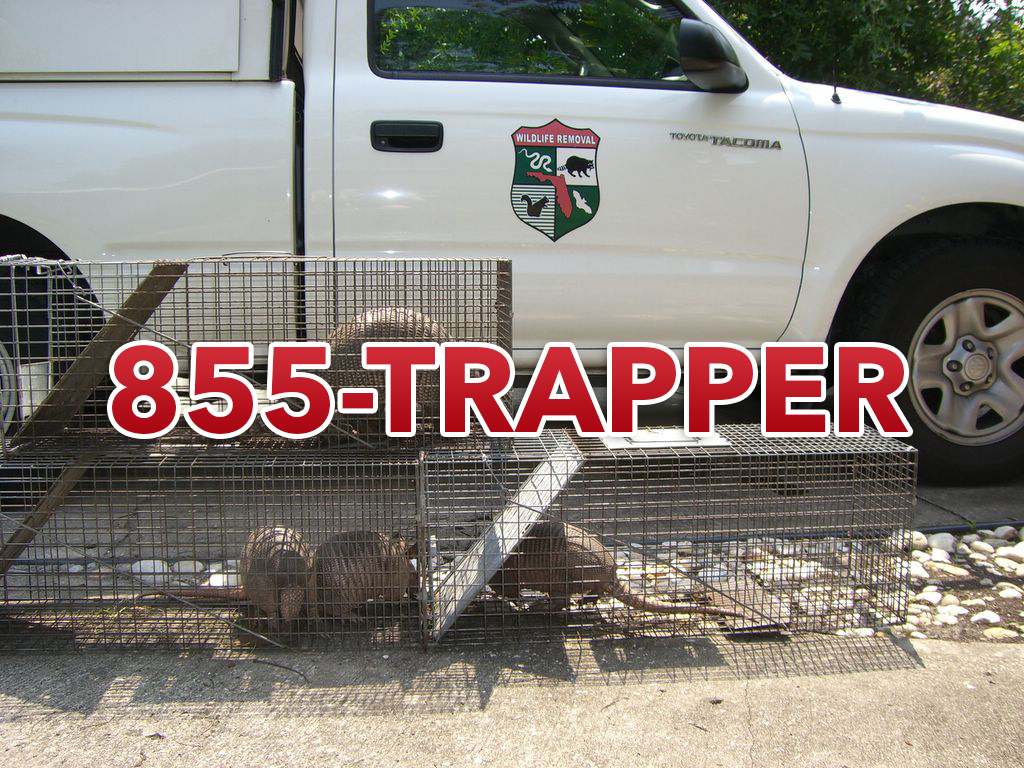 Truck and trapper cage using 1-855-TRAPPER